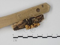 栓菌屬藏品圖，第4張