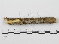 筍殼菌屬藏品圖，第1張