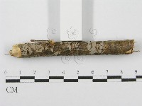 筍殼菌屬藏品圖，第3張