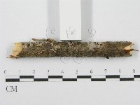 筍殼菌屬藏品圖，第4張