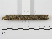 筍殼菌屬藏品圖，第5張