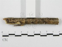 筍殼菌屬藏品圖，第6張