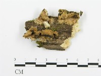 煙管菌藏品圖，第1張