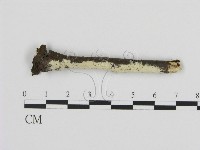 絲齒菌屬藏品圖，第1張