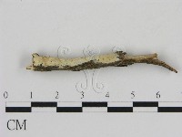 登錄號:F0009255藏品圖，第3張