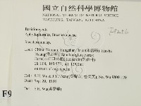 齒耳菌屬藏品圖，第2張