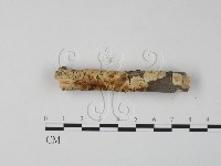 銀耳屬藏品圖，第1張