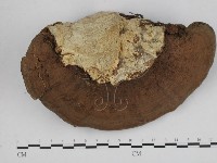 登錄號:F0009261藏品圖，第3張