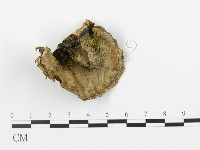 登錄號:F0009262藏品圖，第1張