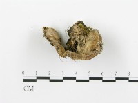 登錄號:F0009262藏品圖，第6張