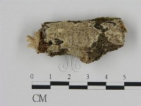 登錄號:F0009264藏品圖，第1張