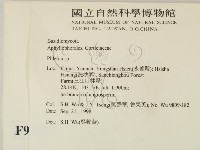 射脈菌屬藏品圖，第2張