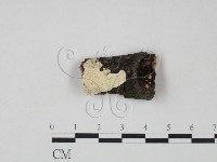 射脈菌屬藏品圖，第1張