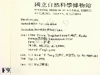 毛木耳藏品圖，第2張