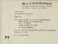 射脈菌屬藏品圖，第2張