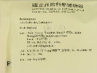 絲齒菌屬藏品圖，第2張
