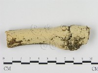 絲齒菌屬藏品圖，第1張