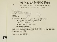 射脈菌屬藏品圖，第2張