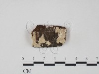 射脈菌屬藏品圖，第1張