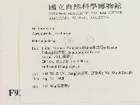 刺皮菌屬藏品圖，第2張