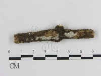 刺皮菌屬藏品圖，第1張