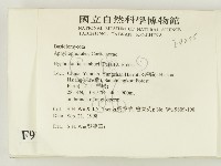 冇骨消絲齒菌藏品圖，第2張