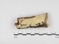 冇骨消絲齒菌藏品圖，第1張