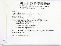 顯絲菌屬藏品圖，第2張