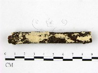 顯絲菌屬藏品圖，第1張