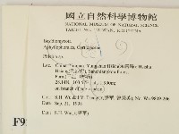 射脈菌屬藏品圖，第2張