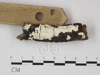 射脈菌屬藏品圖，第3張