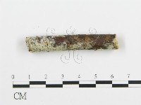 阿太菌屬藏品圖，第1張