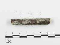 阿太菌屬藏品圖，第4張