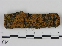 刺革菌屬藏品圖，第1張