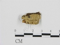 剛毛絲皮菌藏品圖，第1張