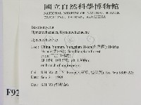 刺革菌屬藏品圖，第2張