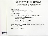 顯絲菌屬藏品圖，第2張