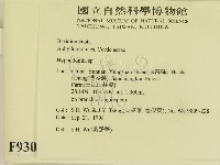 絲齒菌屬藏品圖，第2張