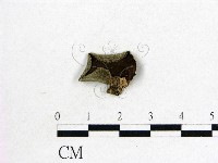 毛木耳藏品圖，第1張