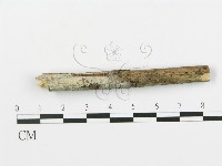 登錄號:F0009305藏品圖，第1張