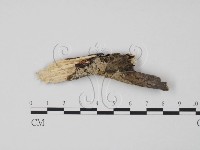 登錄號:F0009309藏品圖，第1張