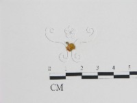 登錄號:F0009311藏品圖，第1張