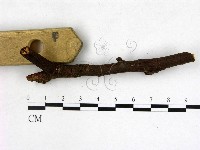 登錄號:F0009312藏品圖，第1張