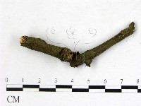 登錄號:F0009314藏品圖，第1張