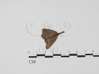 登錄號:F0009319藏品圖，第3張