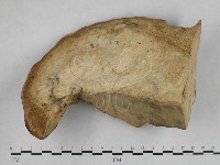 栓菌屬藏品圖，第1張