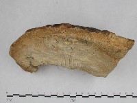 栓菌屬藏品圖，第4張