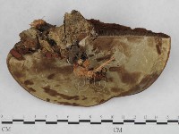 登錄號:F0009322藏品圖，第4張