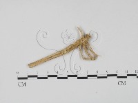 登錄號:F0009323藏品圖，第1張