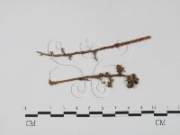 登錄號:F0009324藏品圖，第1張